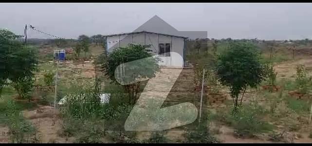 700 Kanal Land Available For Sale On Prime Location With 8000 Olive Plants