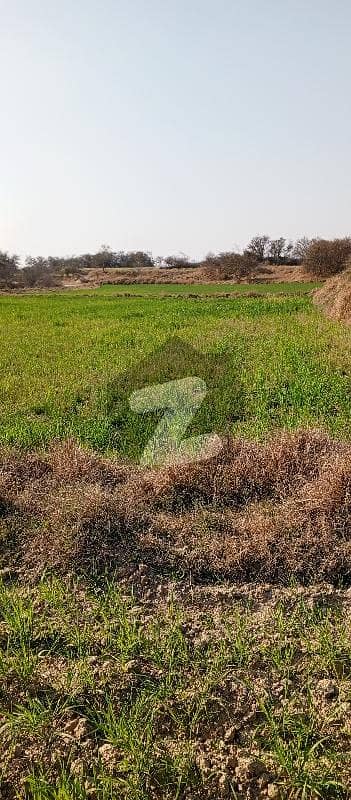 20 Kanal Agriculture Land For Sale In Neela Dullah
