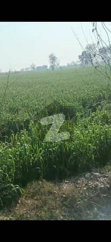 200 Kanal Agricultural Land for sale in Others