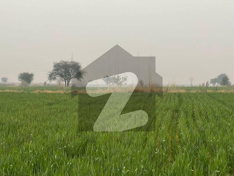چک بیلی روڈ راولپنڈی میں 150 کنال زرعی زمین 22.5 کروڑ میں برائے فروخت۔