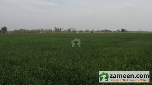 Agricultural Land In Jhang