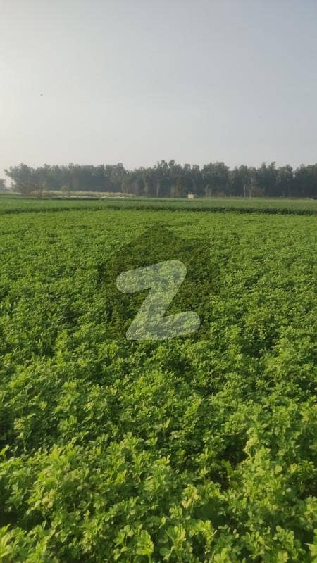 24 Kanal Agriculture Land Available For Sale In Raja Jang Raiwind Kasur.