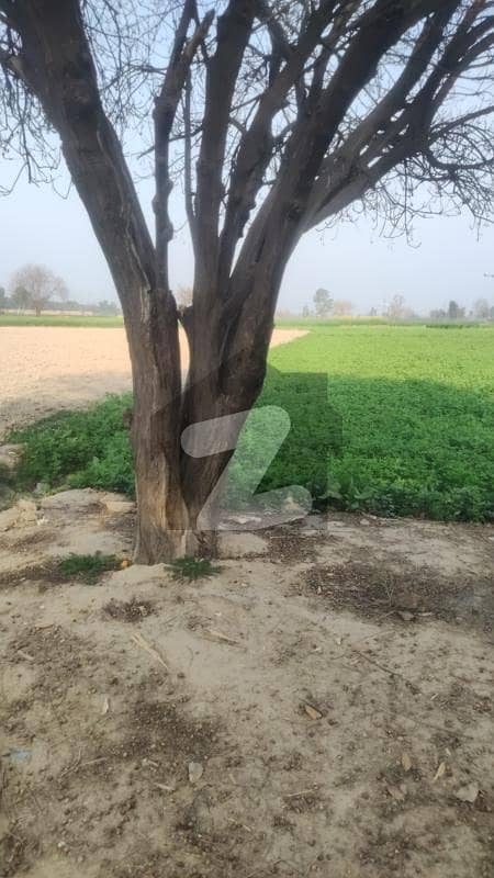128 Kanal 2 Side Open Agricultural Land Available For Sale In Raja Jang At Raiwind Kasure Road