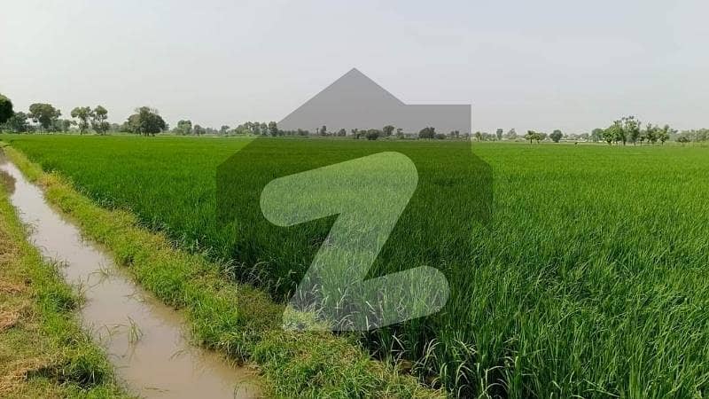 ملتان روڈ لاہور میں 1 کنال زرعی زمین 1.55 کروڑ میں برائے فروخت۔