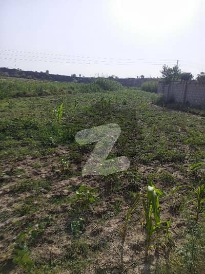 منگوال چکوال میں 70 کنال زرعی زمین 1.75 کروڑ میں برائے فروخت۔