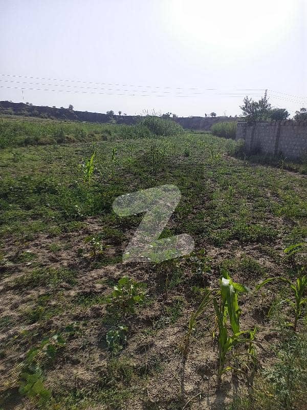 70 Kanal Agriculture Land For Sale In Mangwal