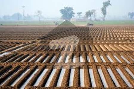 کوٹ رادھا کِشن قصور میں 264 کنال زرعی زمین 11.88 کروڑ میں برائے فروخت۔