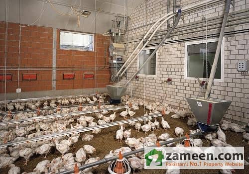 Al-Haram Offer 30,000 Chickens New Poultry Control Sheds For Rent In Kasur City Lahore Al-Haram Offer 30,000 Chickens New Poultry Control Sheds For Rent In Kasur City Lahore