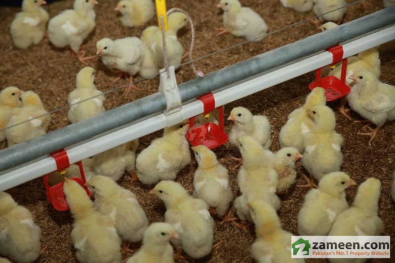 Controlled Poultry Farm - Cattle And Dairy Farm For Sale