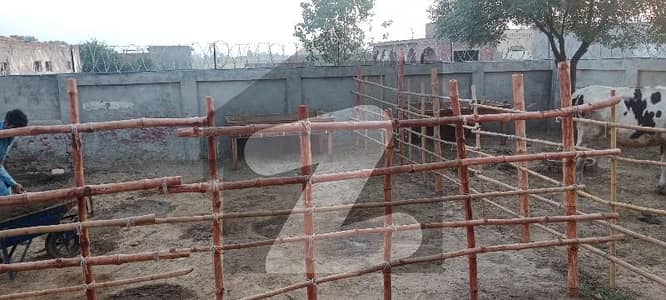 3 kanal dairy farm available for rent
