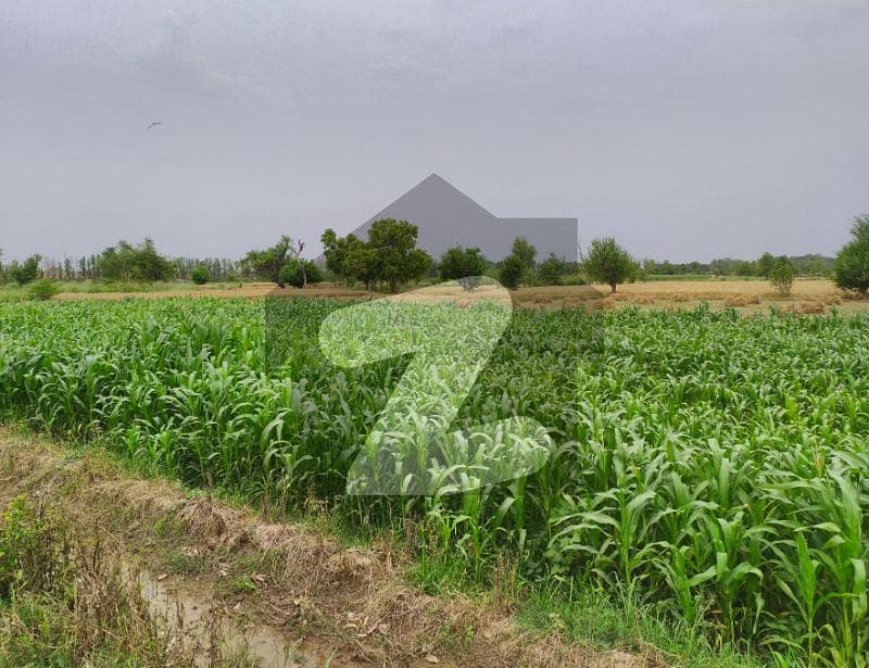 Ideal 30 Acre Agriculture For Sale Near Satiana Bangla