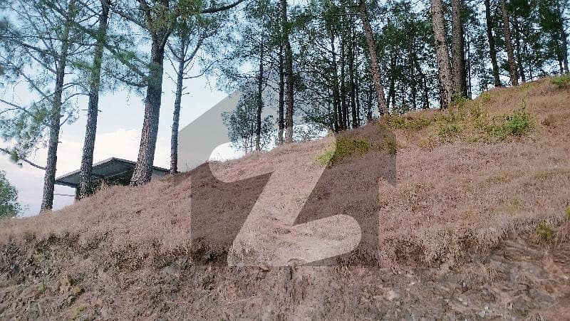 Shimla Hills 2 Kanal Plot For Sale Shimla Hills 2 Kanal Plot For Sale