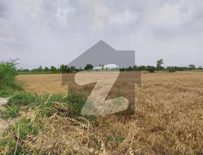 جڑانوالہ روڈ فیصل آباد میں 200 کنال زرعی زمین 8.75 کروڑ میں برائے فروخت۔