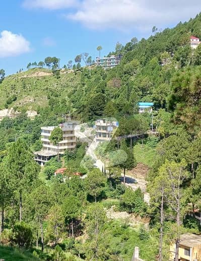 پیر