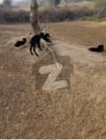 25 