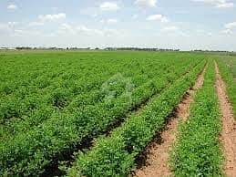 Agricultural Land With Guava Garden For Sale