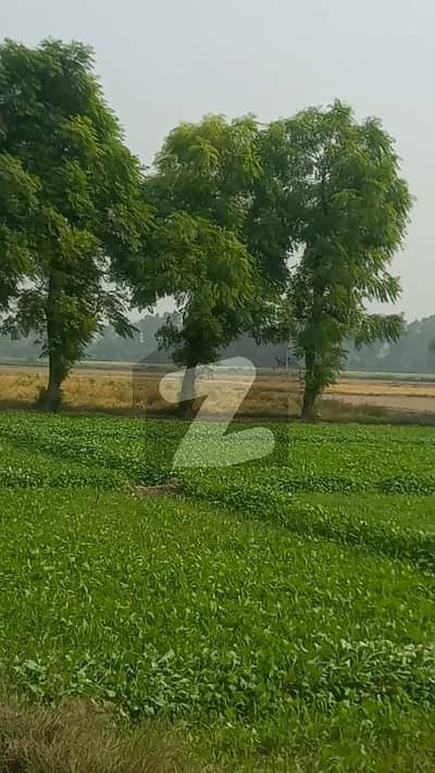 بیدیاں