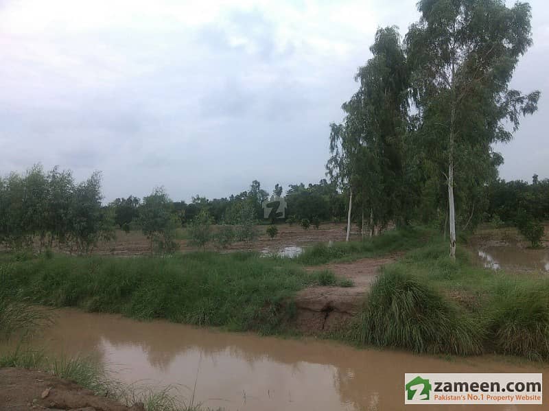 Agriculture Land For Sale In Kot Momin Bhabra Road Agriculture Land For Sale In Kot Momin Bhabra Road