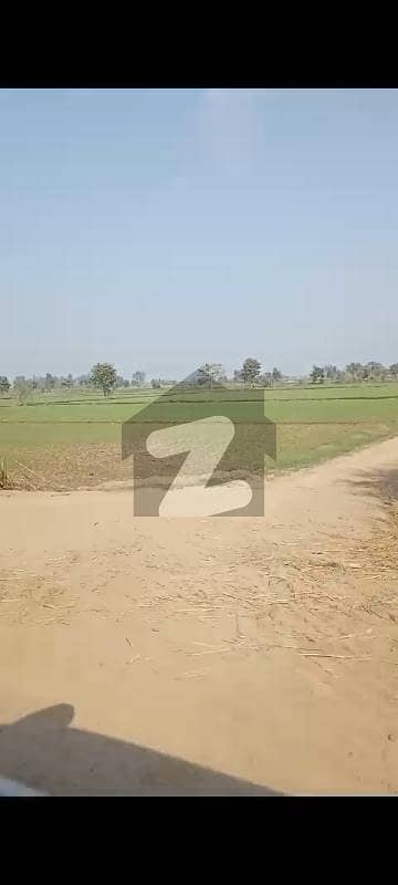 584 Agricultural land sillaanwali kotmomin road at very reasonable price