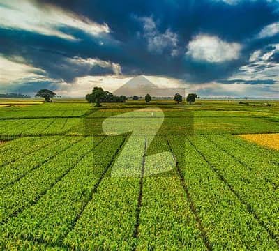 365 Kanal agricultural land in Main Hassan Abdaal near Latif Calony punjab