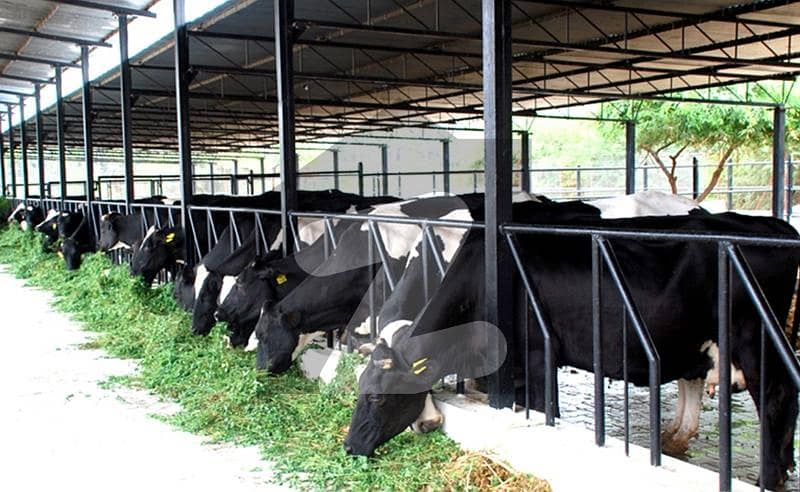 6 Kanal Dairy Farm for Sale in DHA Phase 10 (Moza Mailya) 6 Kanal Dairy Farm for Sale in DHA Phase 10 (Moza Mailya)