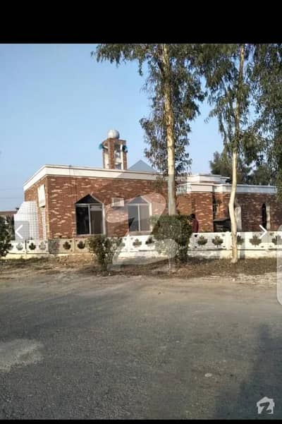 چنار