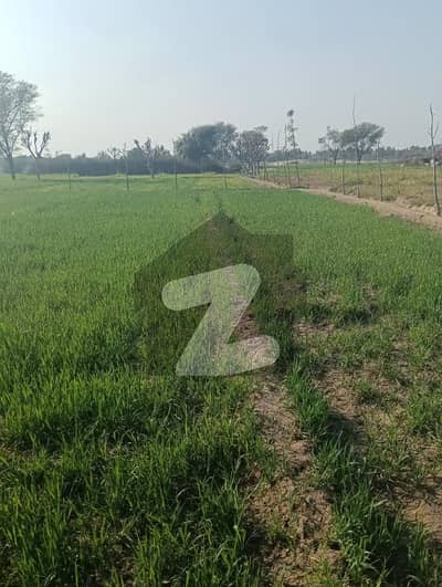 ملتان بائی پاس ملتان میں 12 کنال زرعی زمین 1.5 کروڑ میں برائے فروخت۔