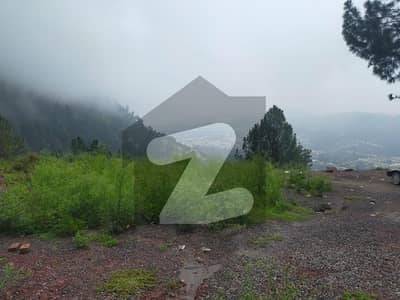 جناح