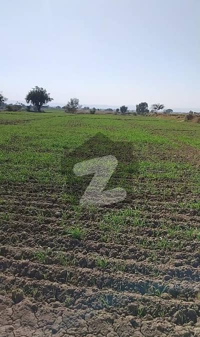 265 Kanal Agricultural Land For Sale In Nella Dullah