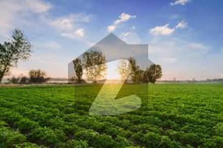 15 Acre Agricultural Land For Sale on Hujra Shah Muqeem Chunian Road Chunian