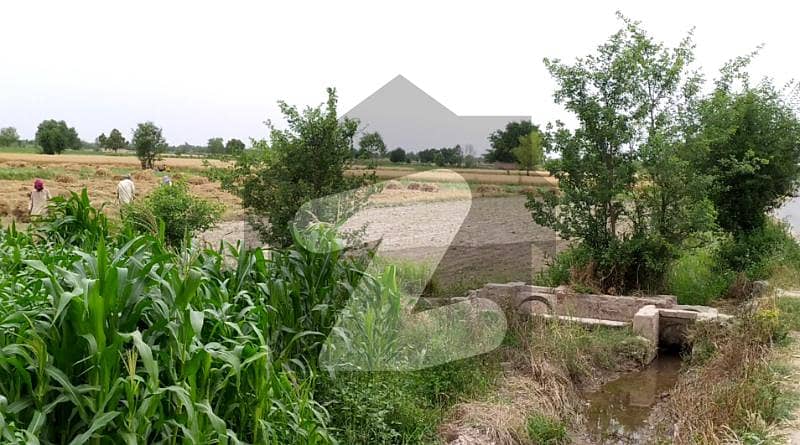 125 Acre Fully Agriculture Land For Sale at Faisalabad 125 Acre Fully Agriculture Land For Sale at Faisalabad