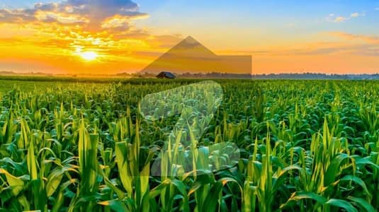 56 Kanal Agriculture Plot For Sale In Khanewal Road Multan