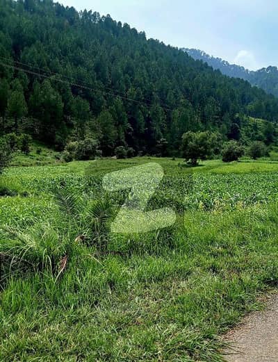 پیر