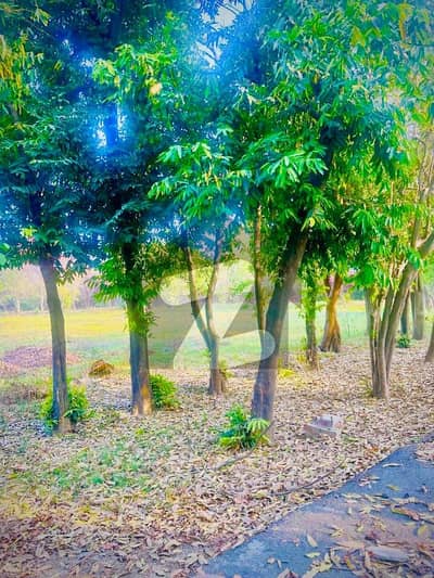 14 Kanal Farm House For Sale Main Bedian Road Thethar