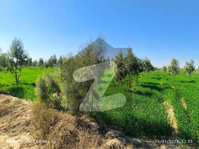 20 Acre Agricultural Land for Sale Moza Sadiqabad square plot with 2 years old trees on entire land 20 Acre Agricultural Land for Sale Moza Sadiqabad square plot with 2 years old trees on entire land