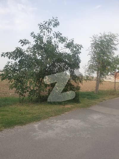 سٹی