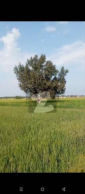 گھاوند لاہور میں 1464 کنال زرعی زمین 1.5 کروڑ میں برائے فروخت۔ گھاوند لاہور میں 1464 کنال زرعی زمین 1.5 کروڑ میں برائے فروخت۔