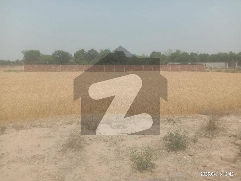 16 kanal agricullure Land sale 16 kanal agricullure Land sale