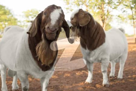 Cattle Farm Goat Farm Dairy Farm Farm House