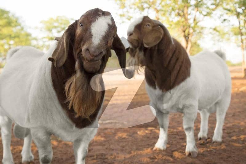 Cattle Farm Goat Farm Dairy Farm Farm House Cattle Farm Goat Farm Dairy Farm Farm House