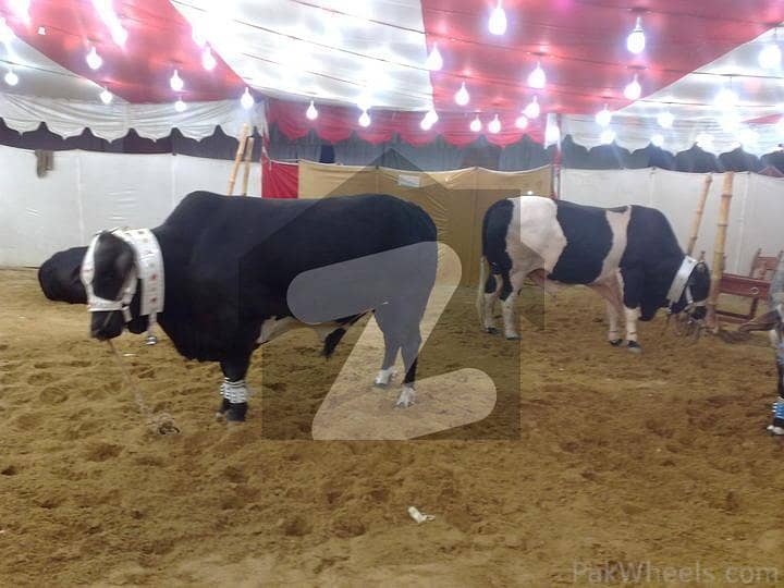 Cattle Farm Plots Farm House Plots Dairy & Goat Farm Plots Cattle Farm Plots Farm House Plots Dairy & Goat Farm Plots