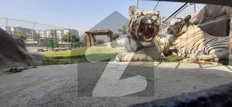 50 