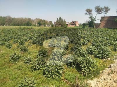 بیدیاں