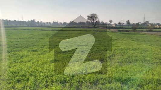 فیروزپور روڈ قصور میں 124 کنال زرعی زمین 15.5 کروڑ میں برائے فروخت۔