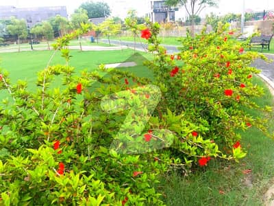 ڈی