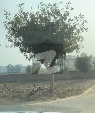 نیو