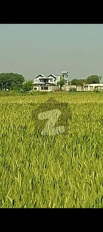 Ready To Buy A Agricultural Land 48 Kanal In Larr