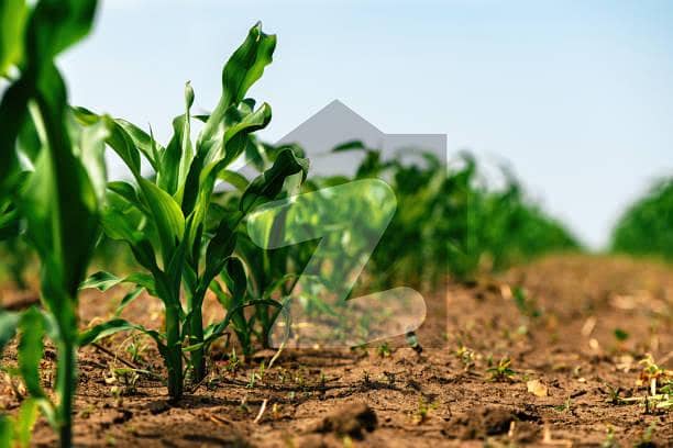 Agricultural land 100 Kanals 5 crores Agricultural land 100 Kanals 5 crores
