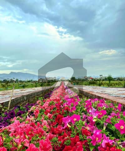 ریگی