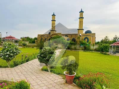 ریگی